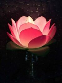 large pink and white lotus flower on a dark background